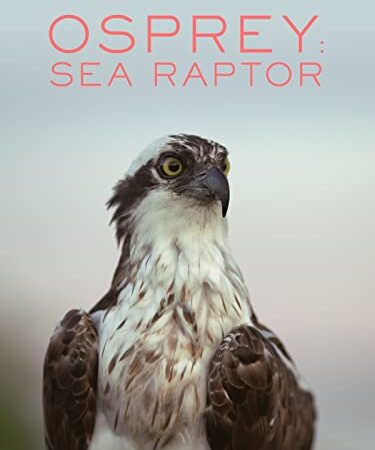 Osprey: Sea Raptor